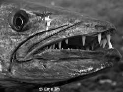 devil's teeth / Residence great barracuda at Tulamben shi... by Enje Im 